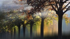 Landscapes Trees sun rays sunray morning view