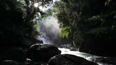 Landscapes Trees sunlight