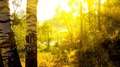 Landscapes Trees sunlight