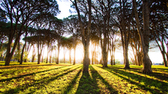 Landscapes Trees sunlight