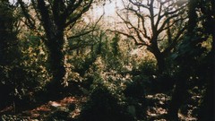 Landscapes Trees sunlight forests