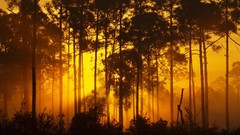 Landscapes Trees sunlight forests