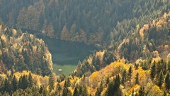 Landscapes Trees switzerland Europe rivers forests evergreens