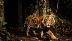 Landscapes Trees Tigers national geographic forests