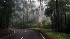 Landscapes Trees turn Australia roads streets forests