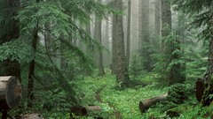 Landscapes Trees Washington national park forests