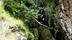 Landscapes Trees water forests