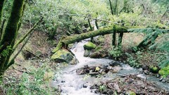 Landscapes Trees water moss forests