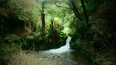 Landscapes Trees waterfalls forests