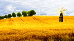 Landscapes Trees wheat windmills