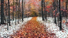 Landscapes Trees winter