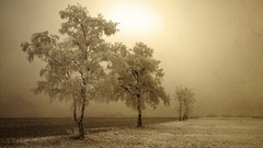 Landscapes Trees winter