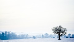 Landscapes Trees winter England