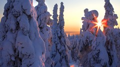 Landscapes Trees winter HDR Photography