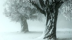 Landscapes Trees winter HDR Photography