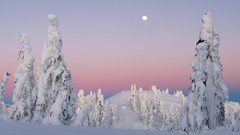 Landscapes Trees winter HDR Photography