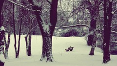 Landscapes Trees winter HDR Photography