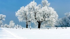 Landscapes Trees winter HDR Photography