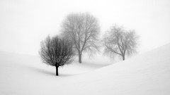 Landscapes Trees winter HDR Photography