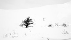 Landscapes Trees winter HDR Photography