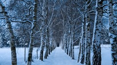 Landscapes Trees winter HDR Photography