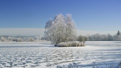 Landscapes Trees winter HDR Photography