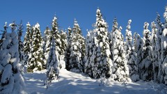 Landscapes Trees winter HDR Photography