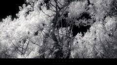 Landscapes Trees winter monochrome