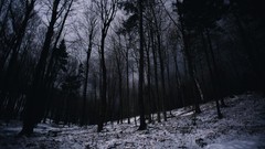 Landscapes Trees winter night dark Canada quebec forests 