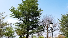 Landscapes Trees winter Park skies