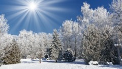 Landscapes Trees winter sun sunlight HDR Photography sun flare