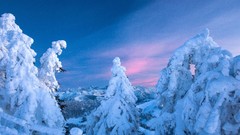 Landscapes Trees winter switzerland evergreens