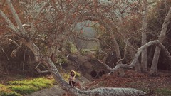 Landscapes Trees woman Photographers forests redheads teen