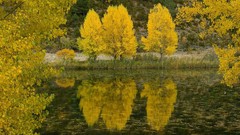 Landscapes Trees yellow