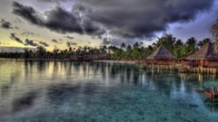 Landscapes tropical palm trees
