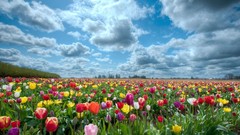 Landscapes tulips holland
