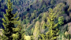Landscapes Turkey forests