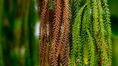 Landscapes vines digital camera