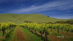 Landscapes vineyard bing