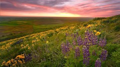 Landscapes Washington