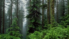 Landscapes Washington mount