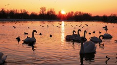 Landscapes water Birds Swans wildlife