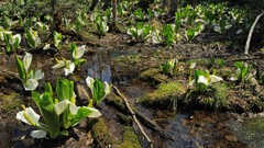 Landscapes water Japan