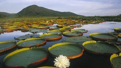 Landscapes Water Lilies white flowers Brazil lakes national 
