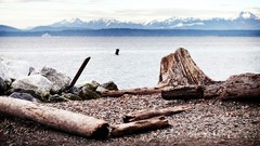 Landscapes water logs Seattle forests