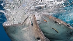 Landscapes Whales Earth Sharks national geographic