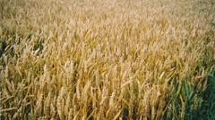 Landscapes wheat fields