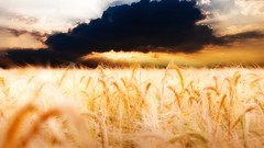Landscapes wheat golden