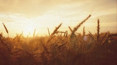 Landscapes wheat rye fields sunlight oats