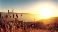 Landscapes wheat spikelets